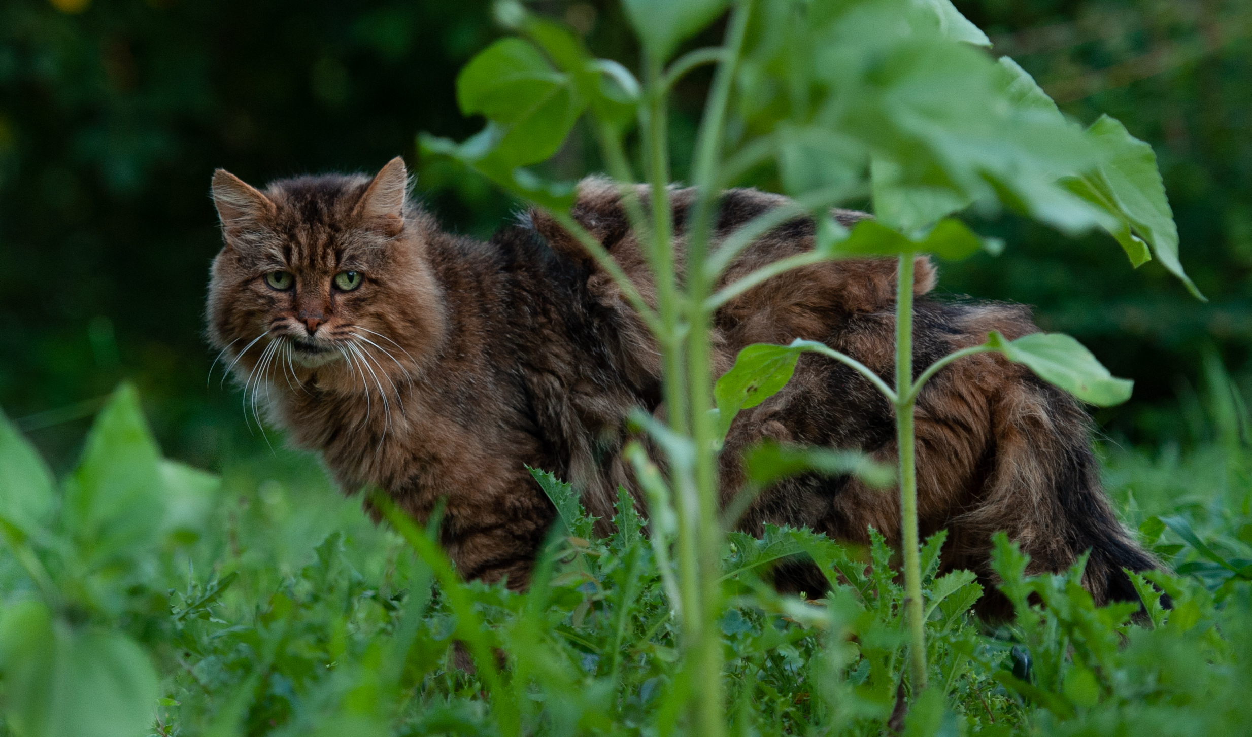 The same cat as before standing behind the green stems of some sunflowers. Its right flew is pulled up, giving it a very annoyed look.